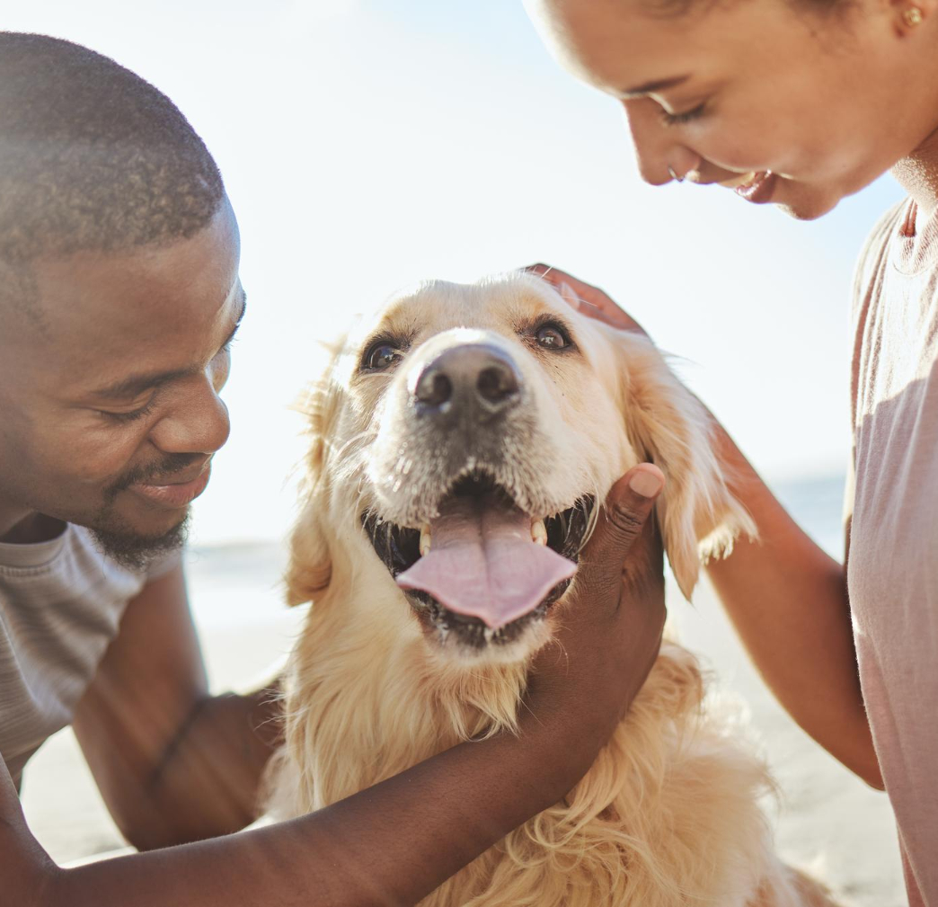 Care and companionship for dogs